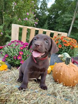Autumn
