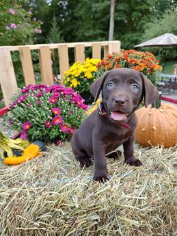 Autumn