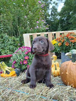 Autumn