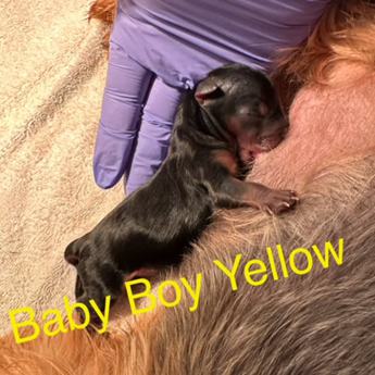 Baby Boy Yellow