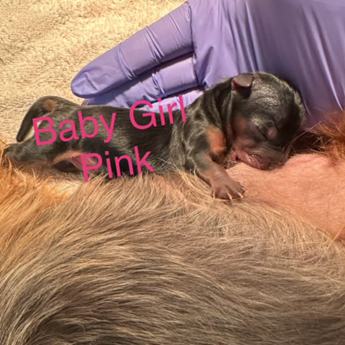Baby Girl Pink