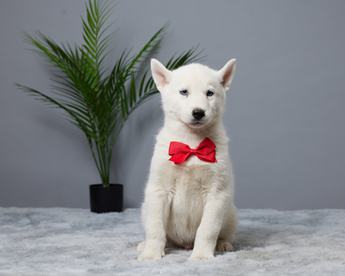 Balto