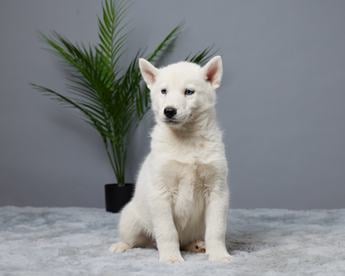Balto
