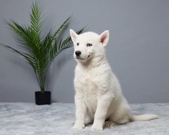 Balto