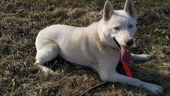 Balto