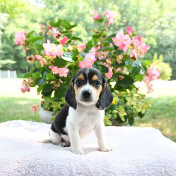 Baxter