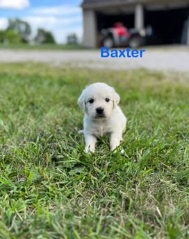 Baxter