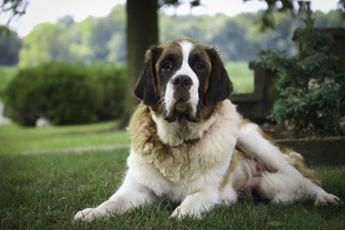 Beethoven