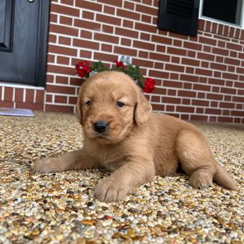 Bella