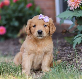 Belle