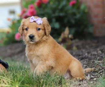 Belle