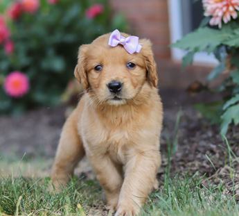 Belle