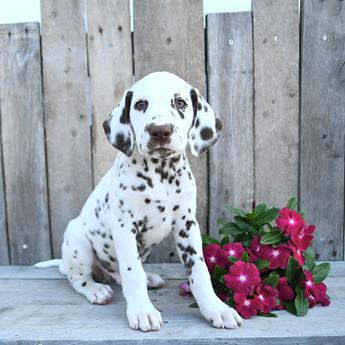Bentley