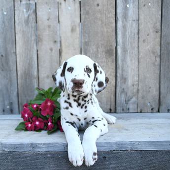 Bentley