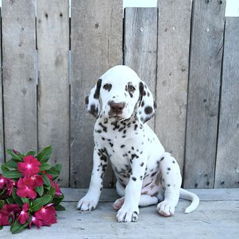 Bentley