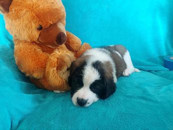 Biscuit