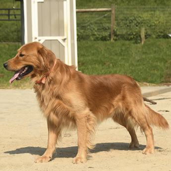 Buffy