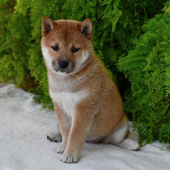 Caramel