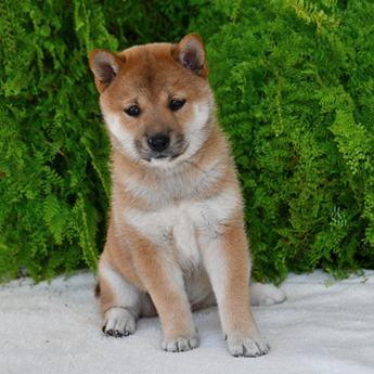 Caramel