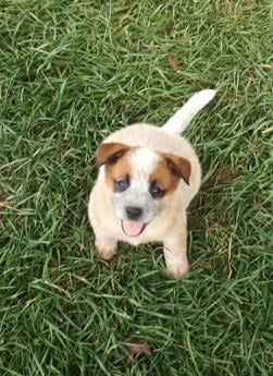 Charlie