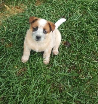 Charlie