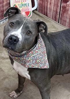 Chitter A167626