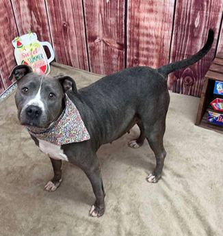 Chitter A167626