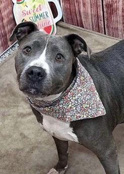Chitter A167626