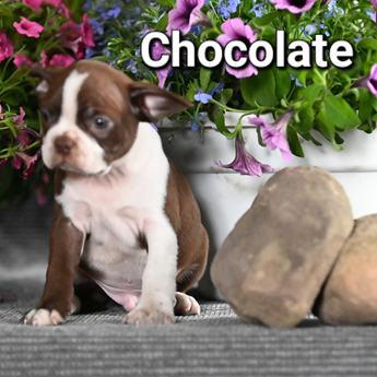 Chocolate