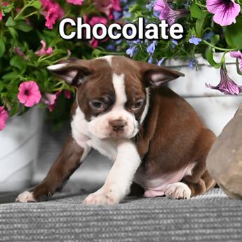 Chocolate