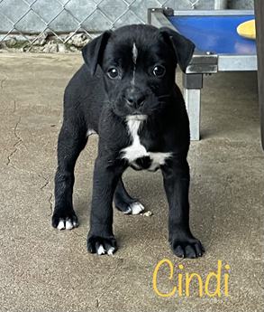 Cindi and Bindi