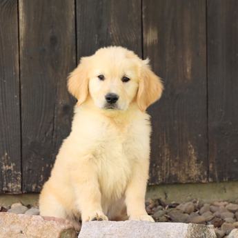 Cinnamon