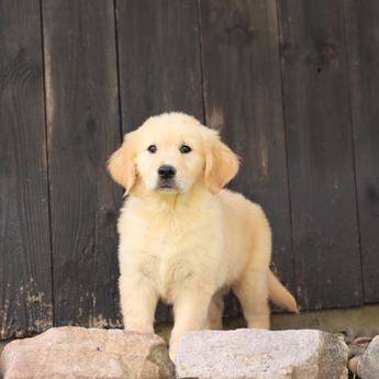 Cinnamon