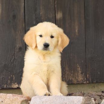 Cinnamon