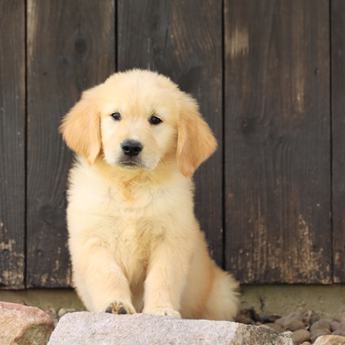 Cinnamon