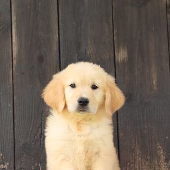 Cinnamon