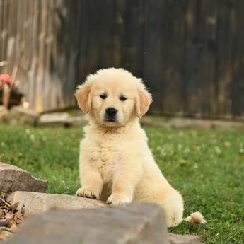 Cinnamon