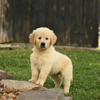 Cinnamon