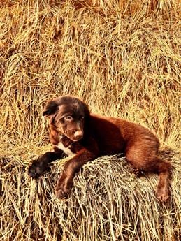 Coco