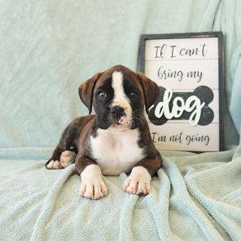Cooper