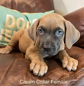 Cream Collar