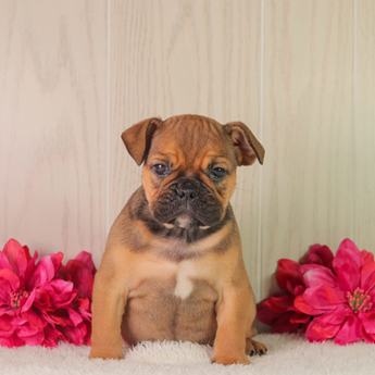 Daisy