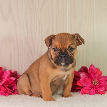 Daisy