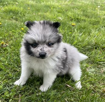 Darla