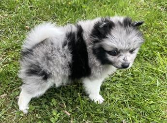 Darla