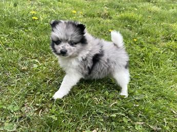 Darla