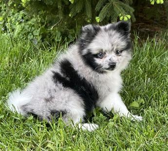 Darla