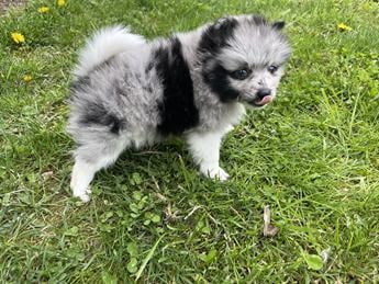 Darla