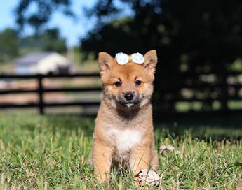 Darla