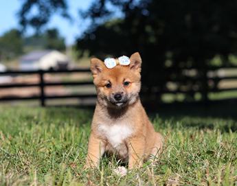 Darla